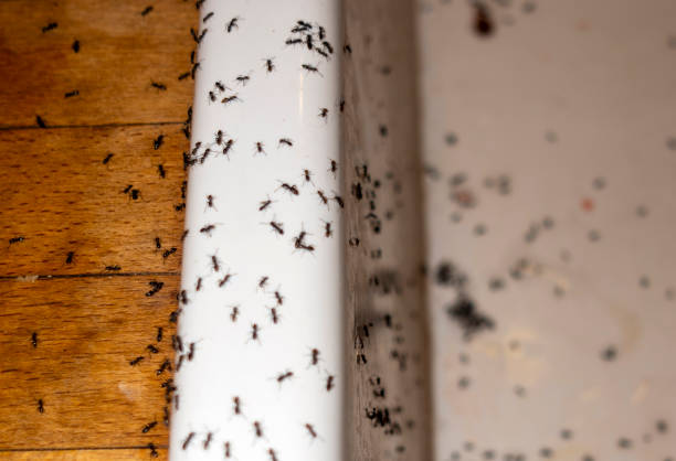 Best Flea Control Services  in Hudson, OH